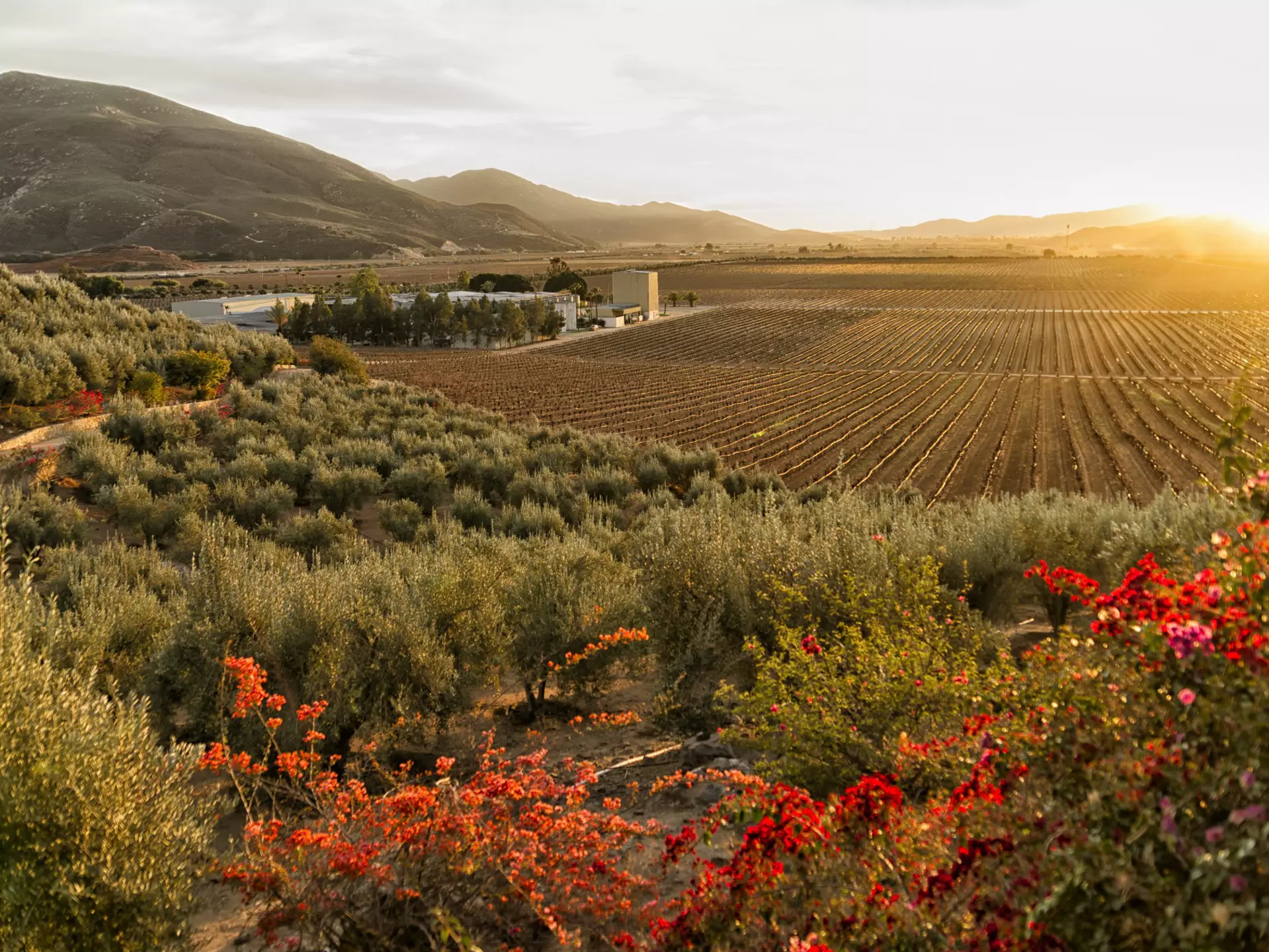 Sunset over a vineyard and winery in Valle de Guadalupe in Baja California. Getty Images