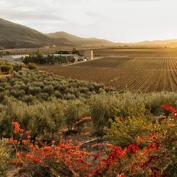 Sunset over a vineyard and winery in Valle de Guadalupe in Baja California. Getty Images