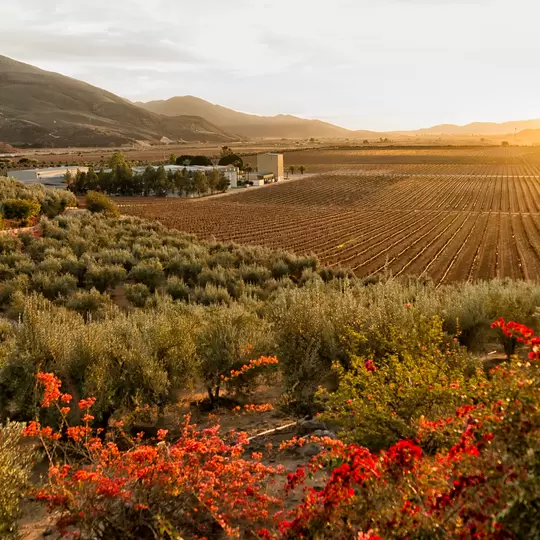 Vineyard and winery during sunset in the Valle de Guadalupe.