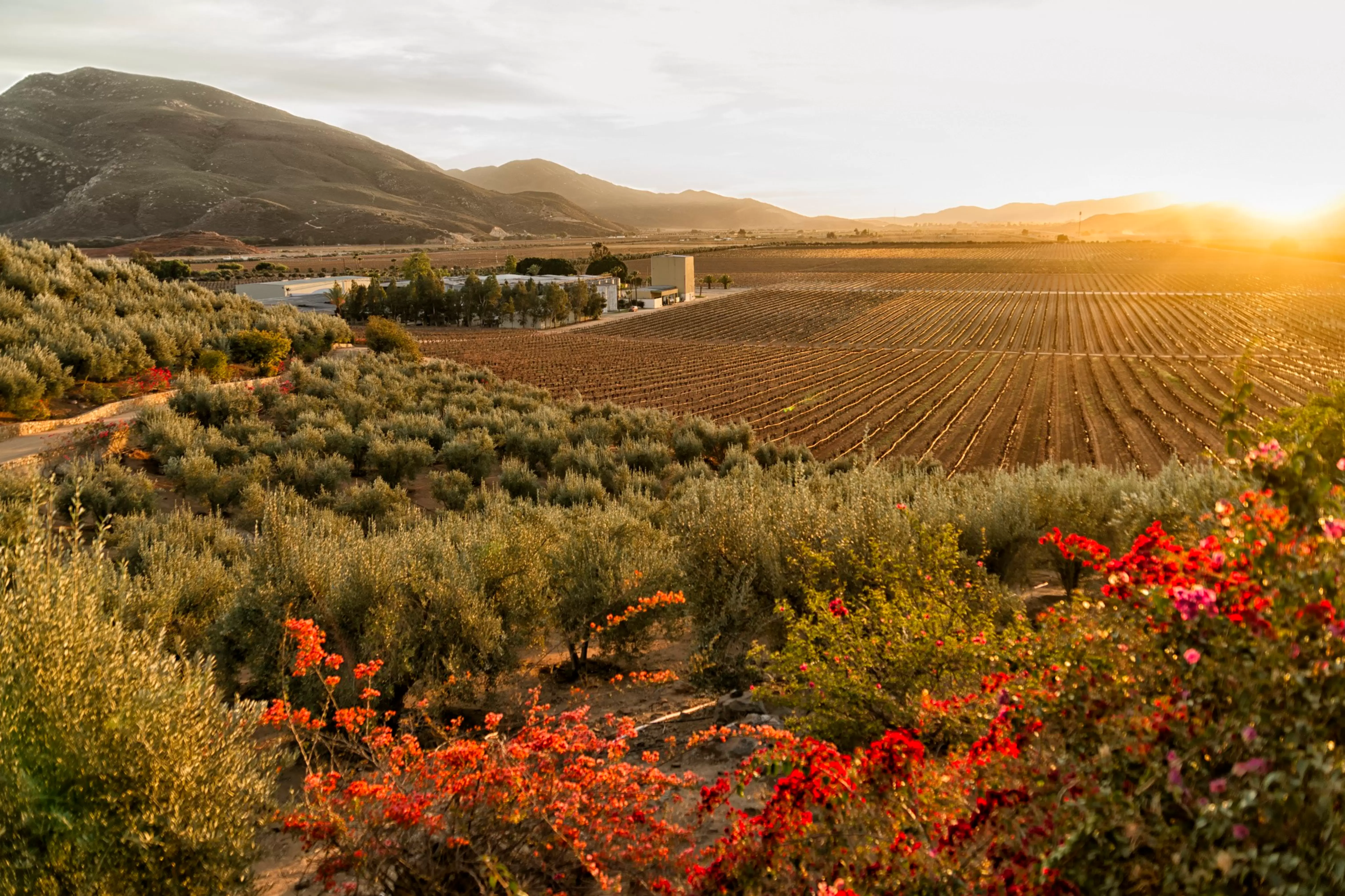 Vineyard and winery during sunset in the Valle de Guadalupe.