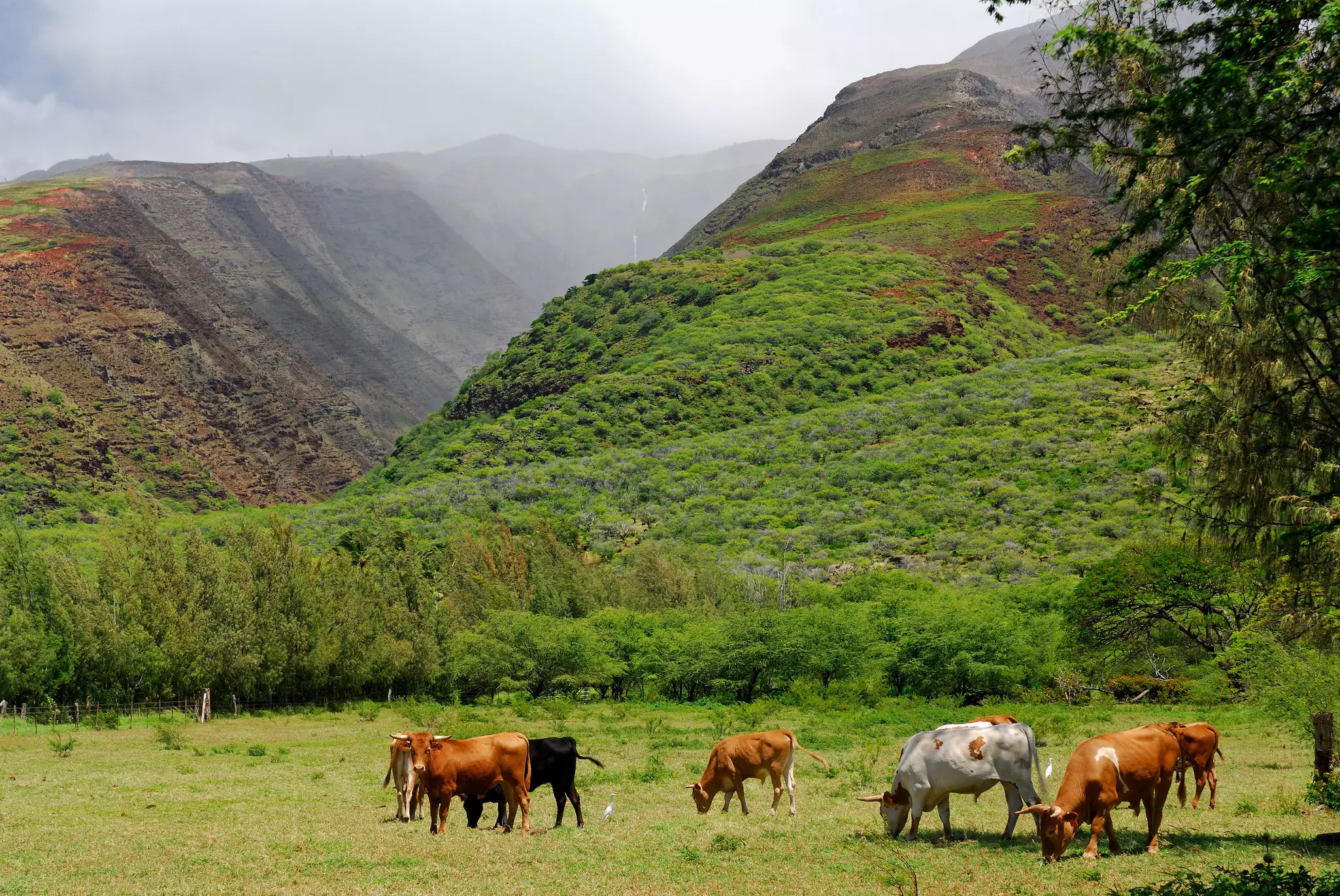 A variety of brown, white and black cattle graze in a field with forested hills in the background on a misty day.