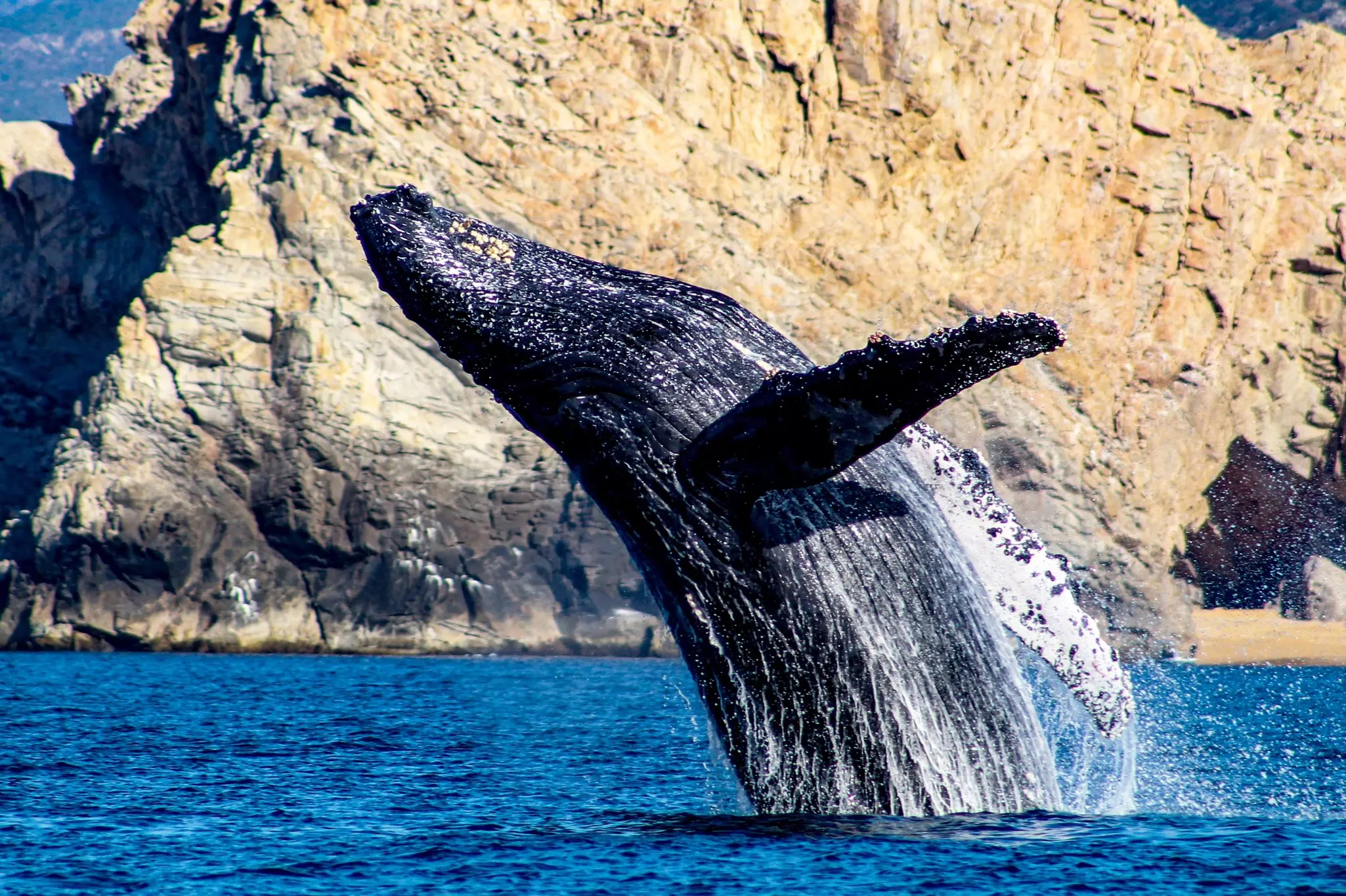 A humpback whale breaches and falls backward toward the ocean, in front of craggy rock formations on shore.