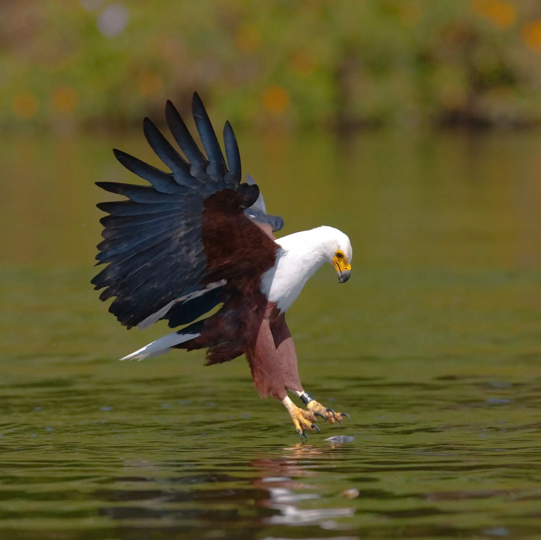 Eagle at the moment attacking on the prey. ©GUDKOV ANDREY/Shutterstock