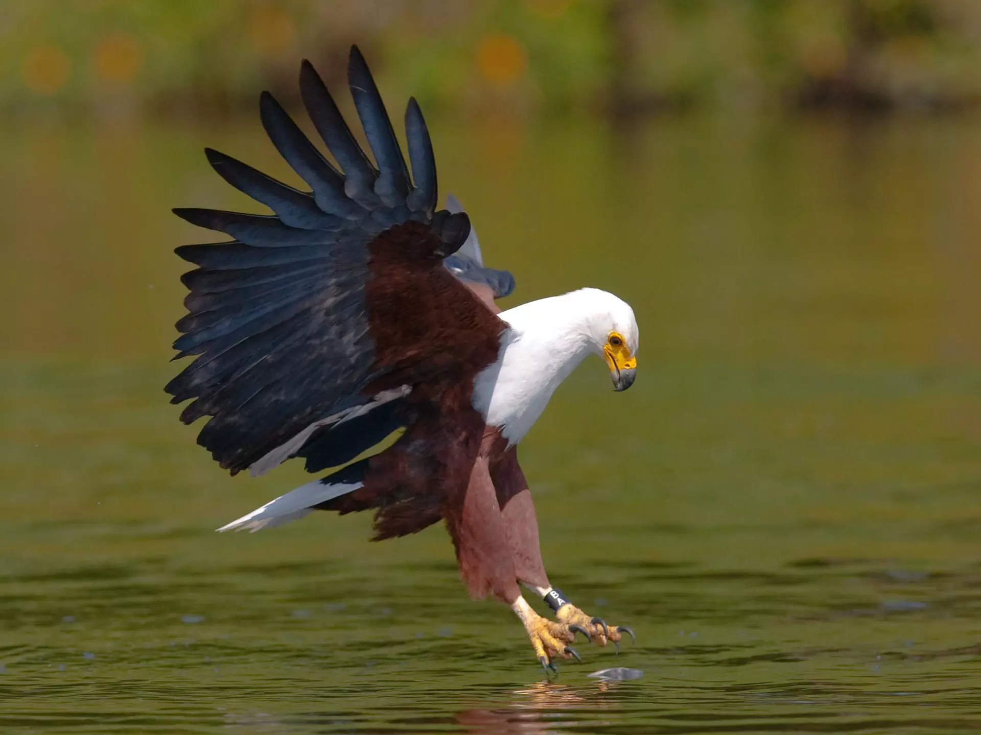 Eagle at the moment attacking on the prey. ©GUDKOV ANDREY/Shutterstock