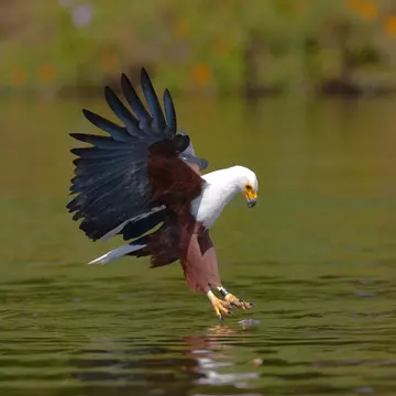 Eagle at the moment attacking on the prey. ©GUDKOV ANDREY/Shutterstock