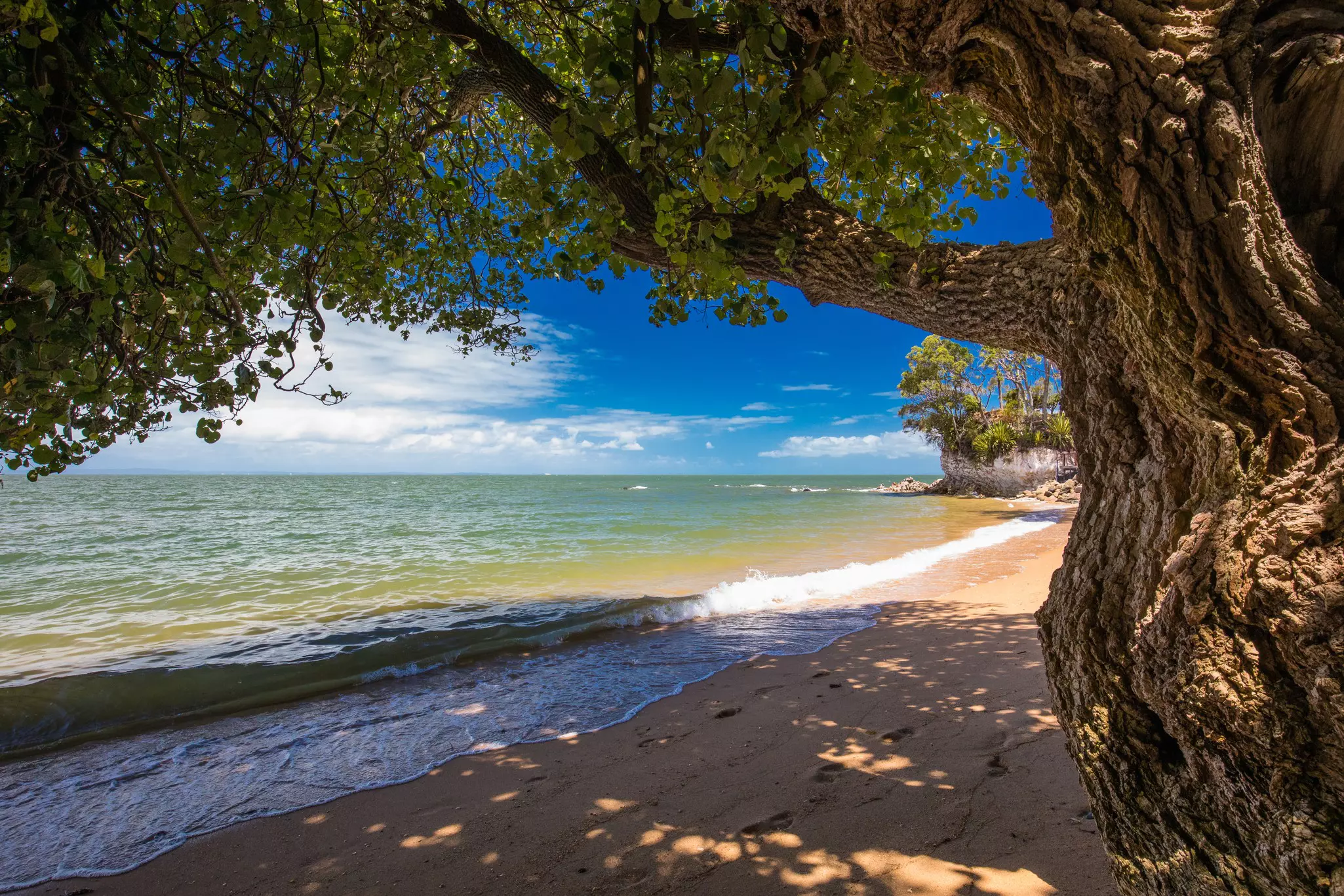 A reddish sandy beach with green ocean and blue sky beyond with a knarled, wide tree trunk in the foreground on a sunny day.
