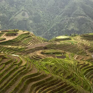 The Longji terraces area is famous for the excessively large number of terraced rice paddy fields on its mountain, which have created an intricate pattern on the hillsides. Set amongst the villages of the minorities Zhuang and Yao, the area allows...
