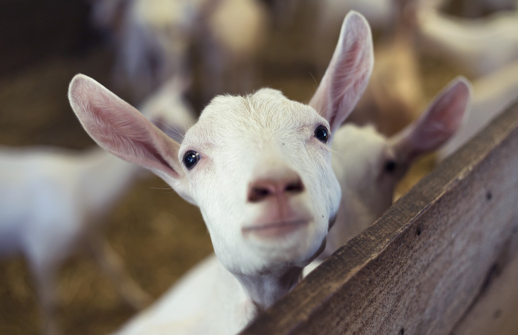 Young Goat Kid looking at camera
