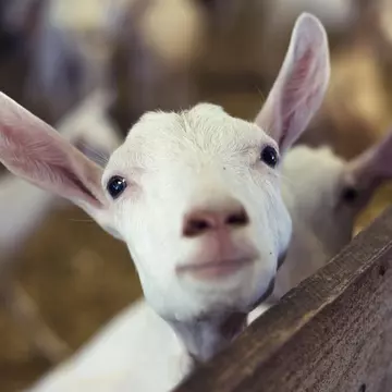 Young Goat Kid looking at camera