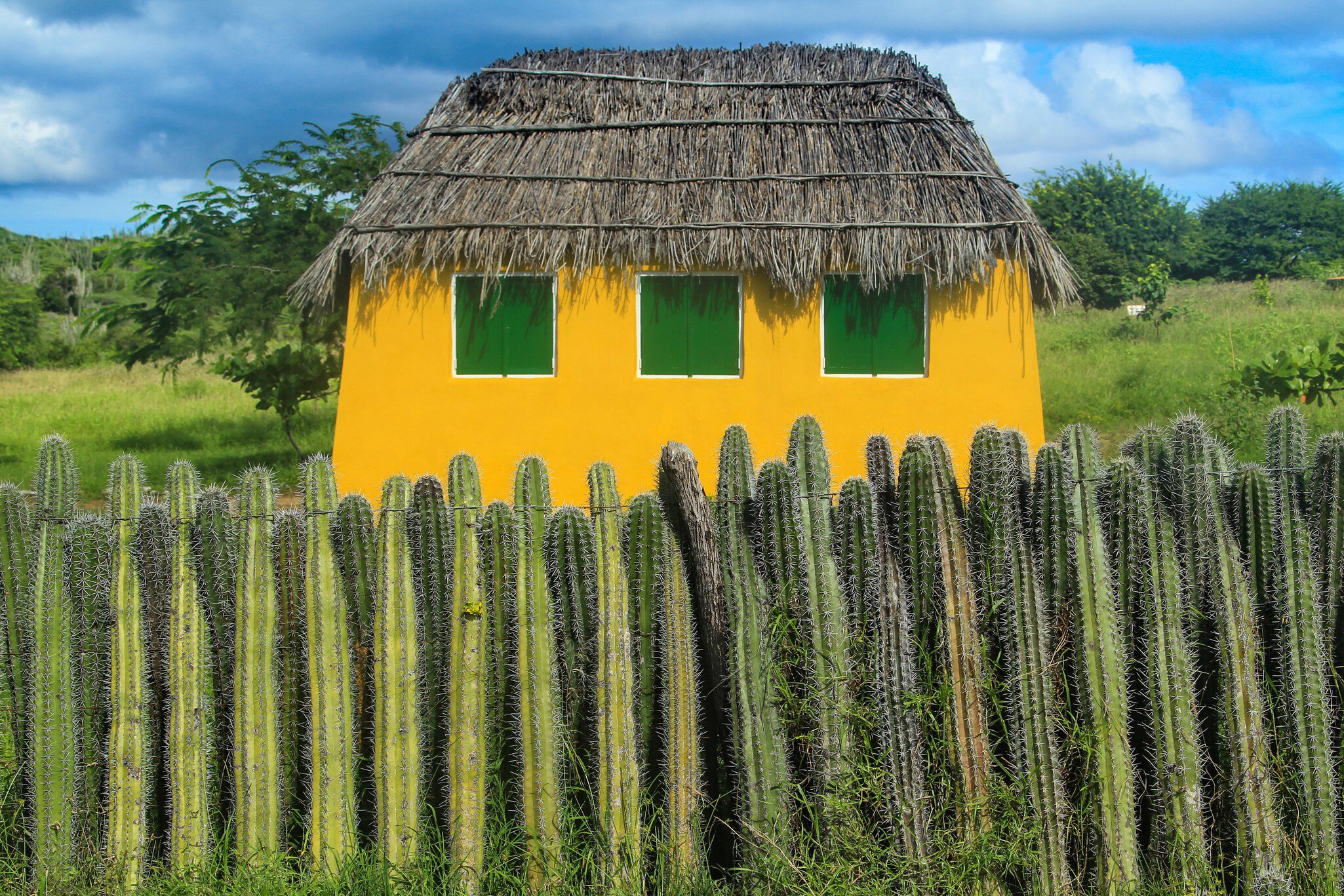 Cactuses in foreground with thatched roof hut behind.