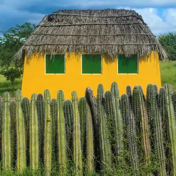 Cactuses in foreground with thatched roof hut behind.