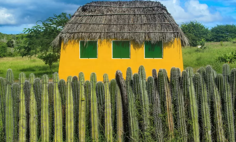 Traditional yellow cottage with green shutters and a thatched roof in Bonaire, fronted by a fence of tall columnar cacti