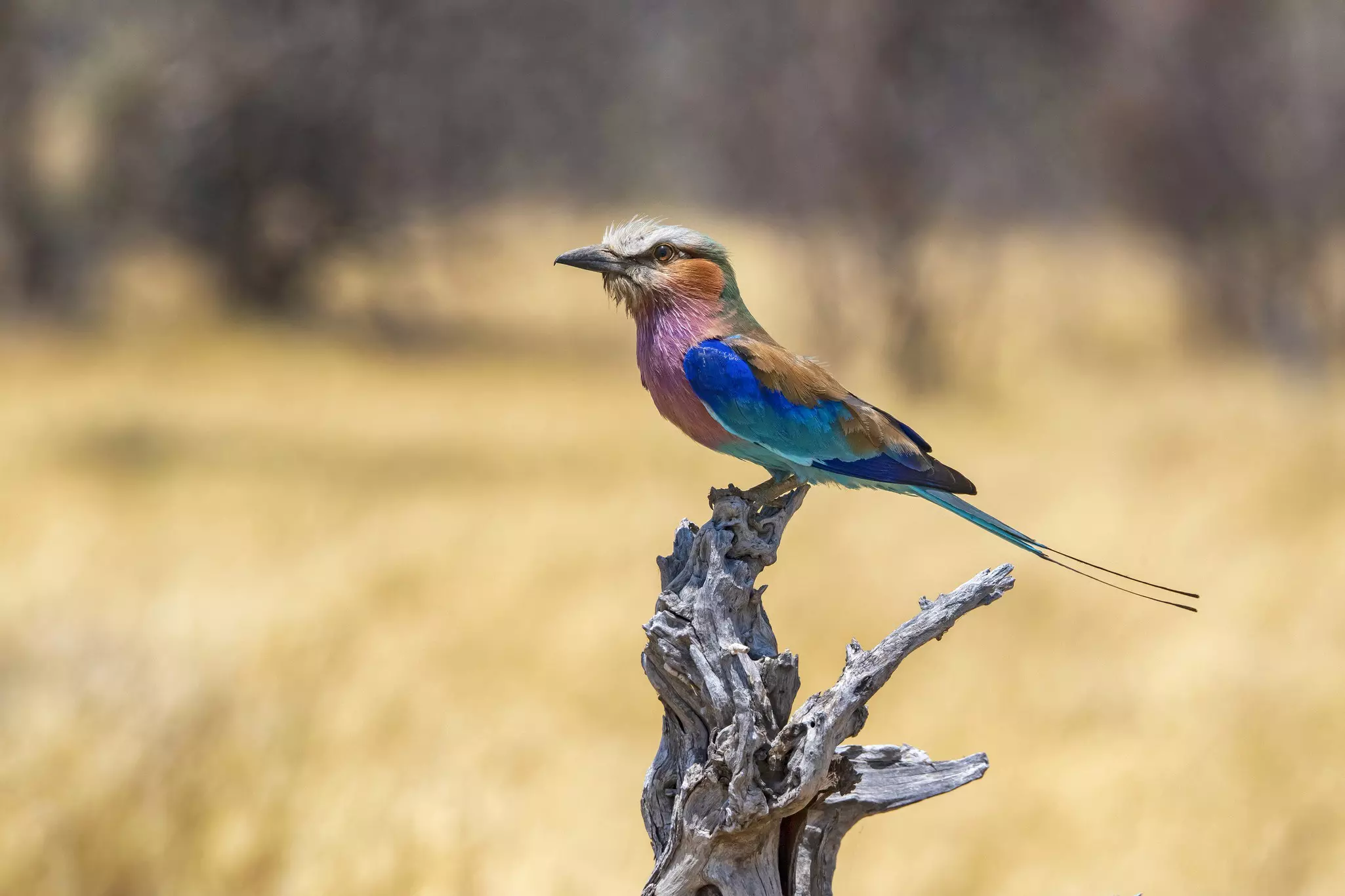 The wet low season in Botswana might be the best time of year for bird-watching © guenterguni / Getty Images