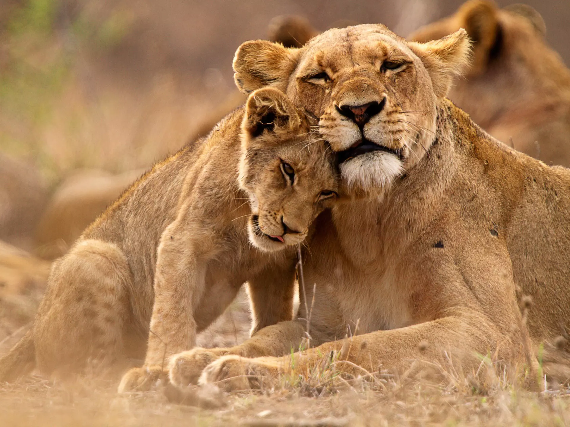 Observing the social aspect of lions' lives is one of the most memorable elements of an encounter with the species. Thomas Retterath / Getty Images