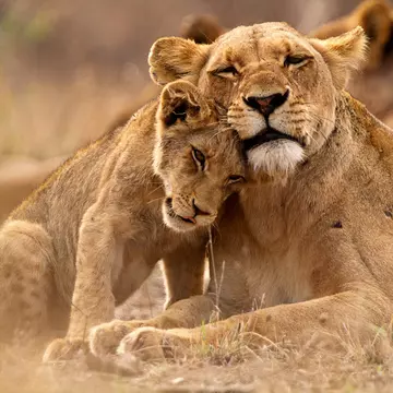 Observing the social aspect of lions' lives is one of the most memorable elements of an encounter with the species. Thomas Retterath / Getty Images