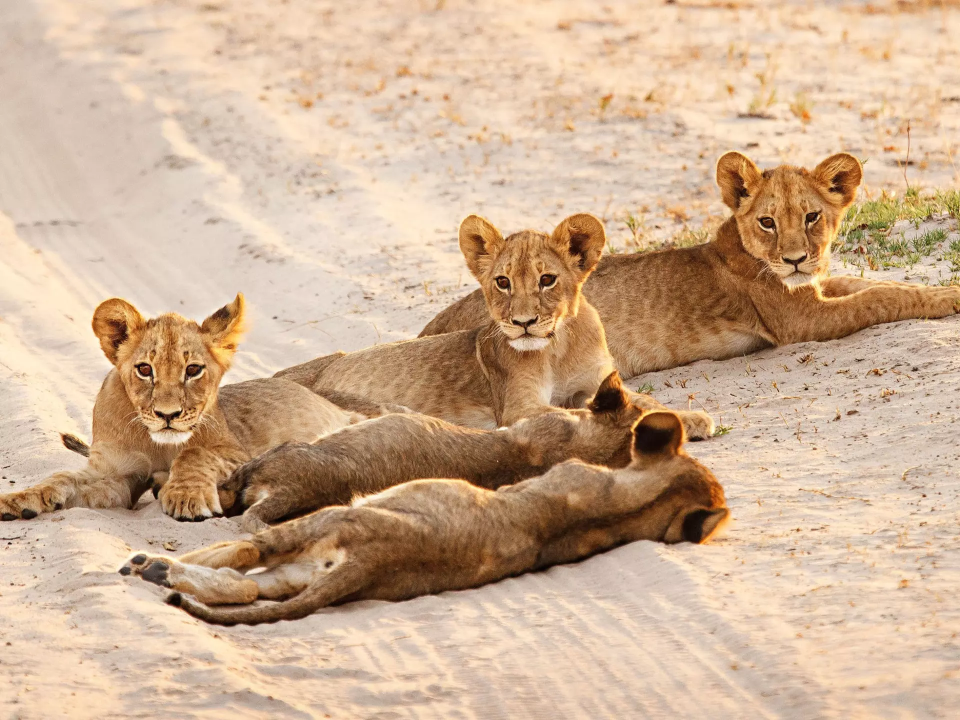 Lion cubs resting in the sand during sunset.
500px Photo ID: 116925039
africa, baby, cecil, cecil the lion, cubs, cute, hwange, resting, safari, zimbabwe