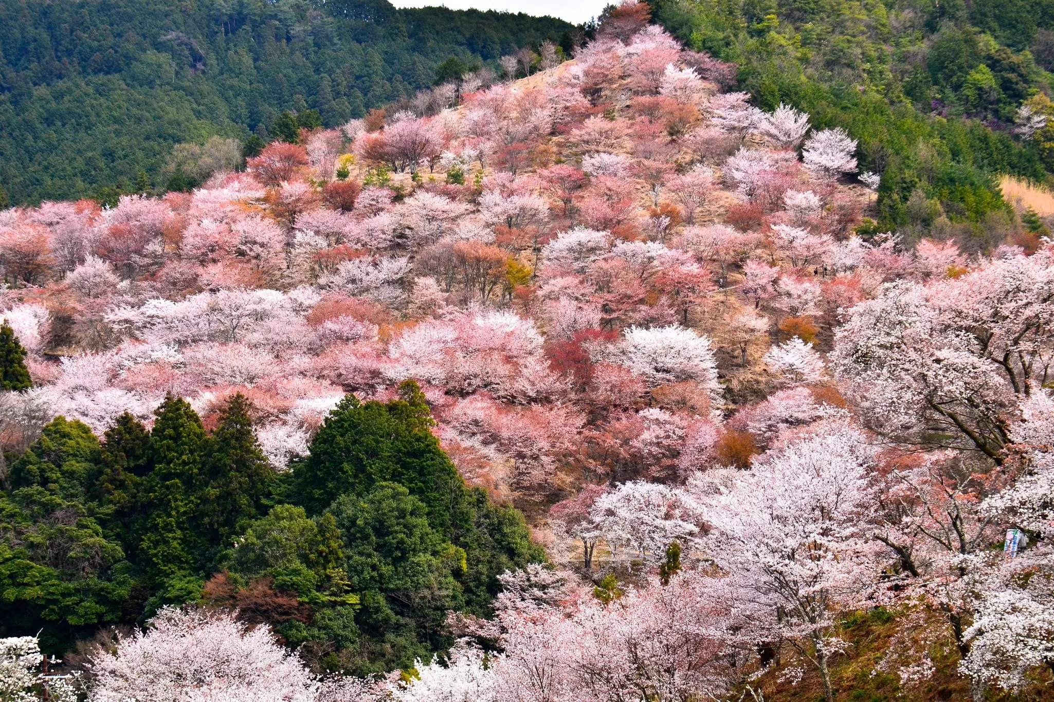 An area dense with pink cherry blossoms surrounded by green trees on a hillside.