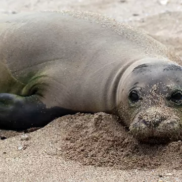 Hawaiian Monk Seal on Beach.jpg