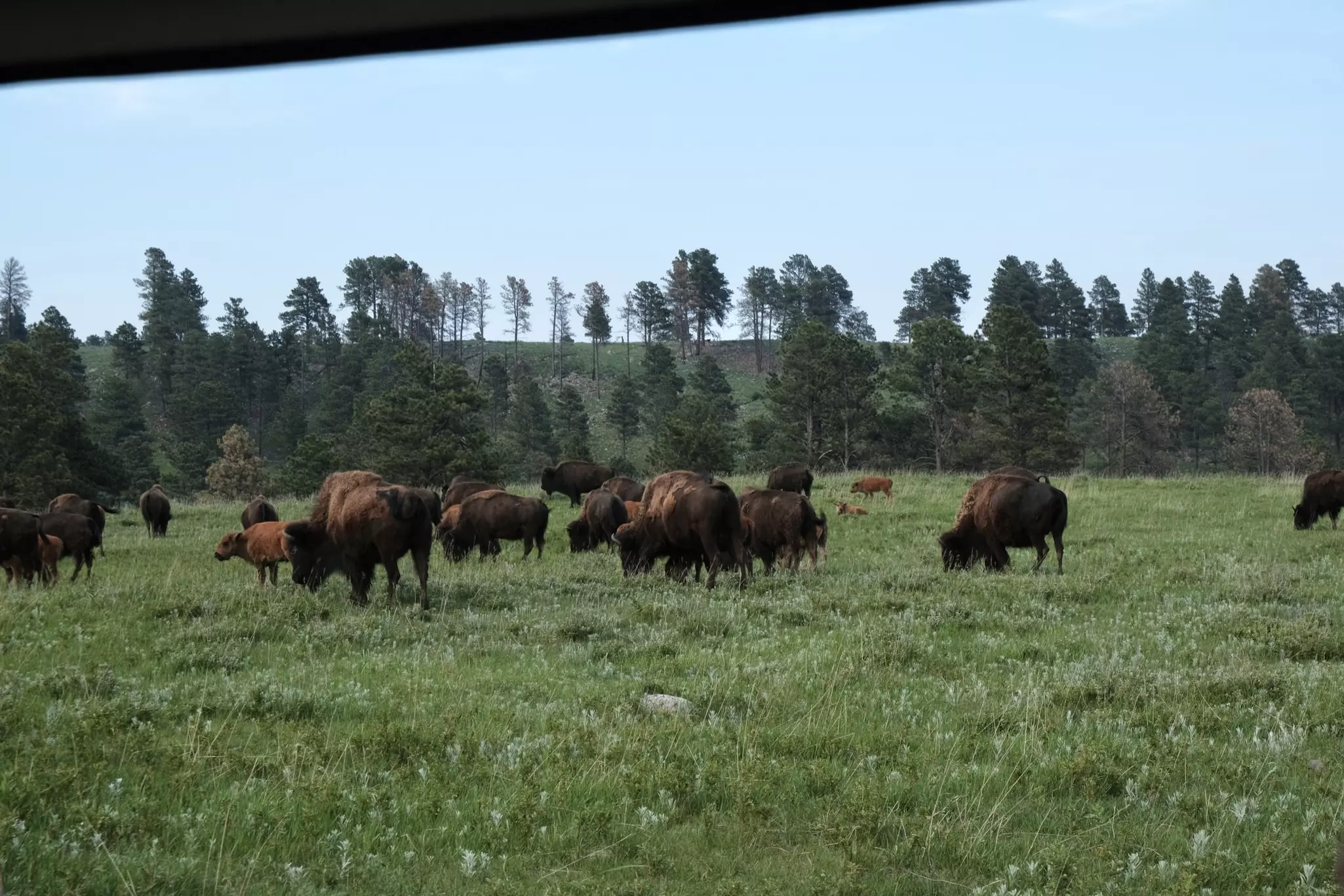 A herd of bison in a grassy field with a tree-covered hillside in the distance on an overcast day.