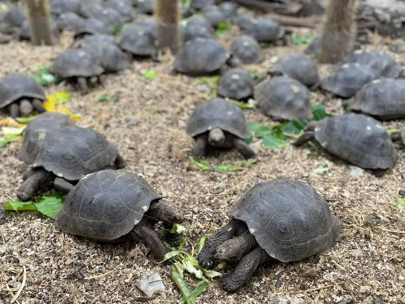 Young tortoises