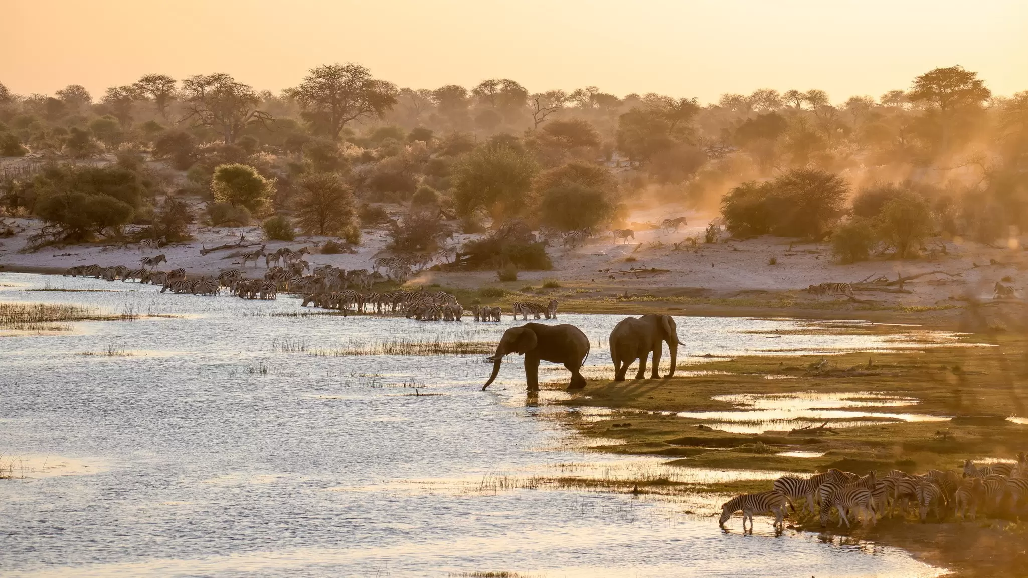 Elephants and zebras at the river in Makgadikgadi Pans National Park, Botswana. Beata Whitehead/Getty Images