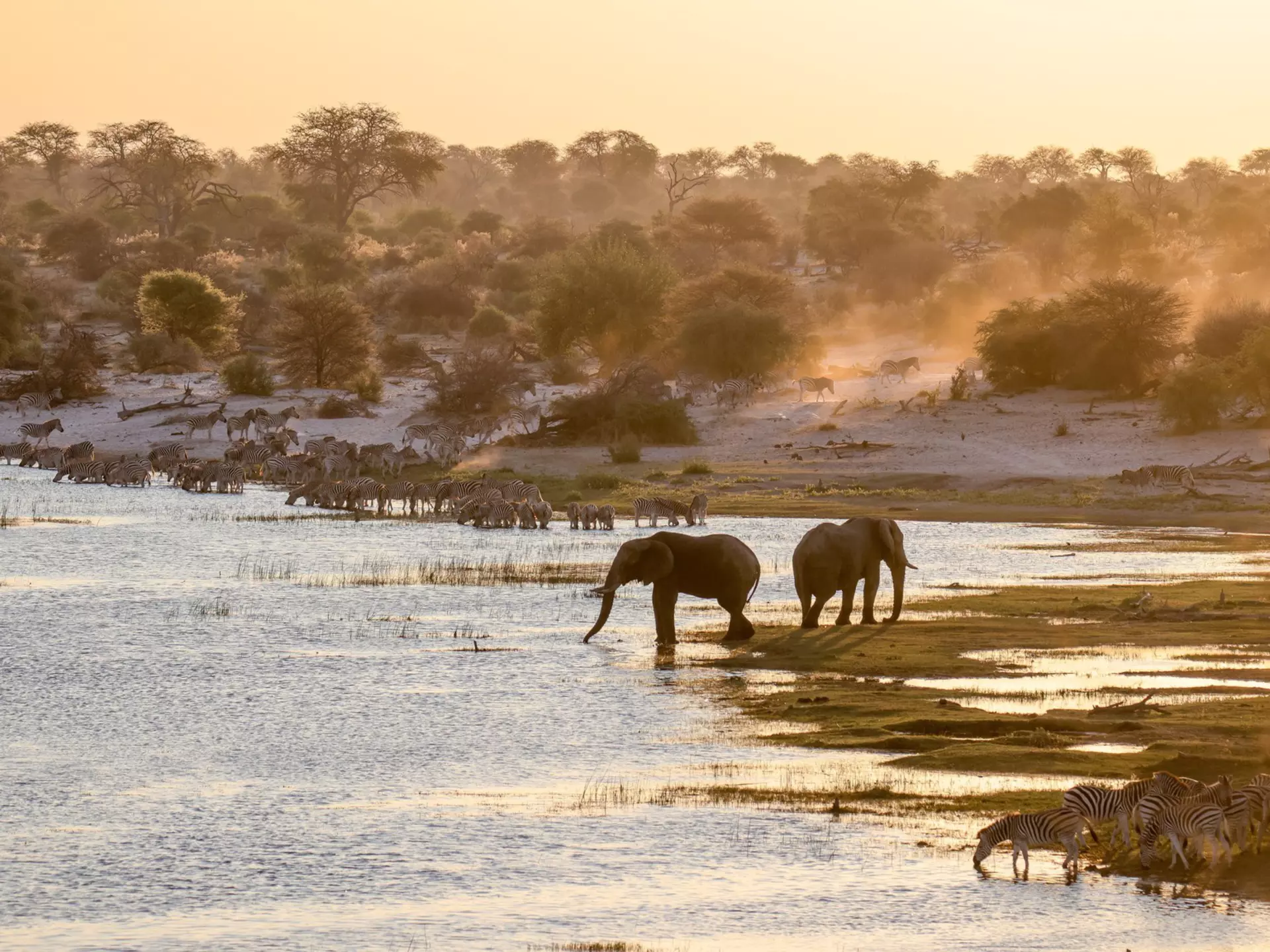 Elephants and zebras at the river in Makgadikgadi Pans National Park, Botswana. Beata Whitehead/Getty Images