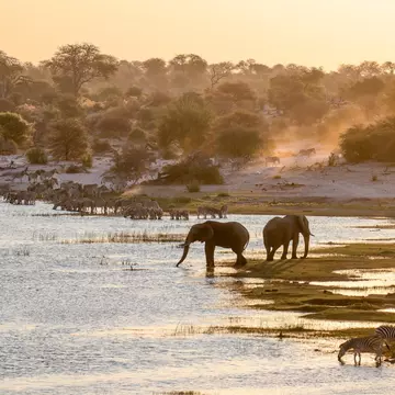 Elephants and zebras at the river in Makgadikgadi Pans National Park, Botswana. Beata Whitehead/Getty Images