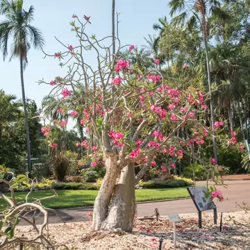 A low tree with a swollen pale trunk covered in bright pink blooms, standing on a gravel bed beside a lawn with tall palms behind.