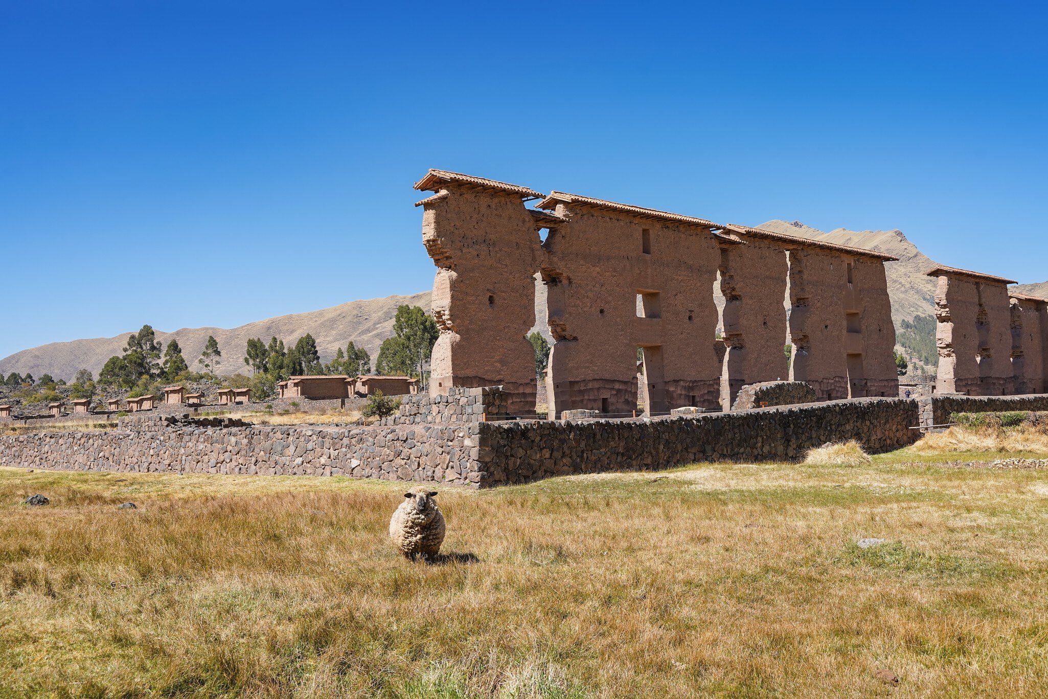 Ruins of the ancient Inca Temple of Wiracocha. Raqchi. High adobe walls, andesite base. A sheep grazes in a meadow, looking at the camera. Clear blue sky. Copy space. Peru. Cusco., License Type: media, Download Time: 2026-06-24T19:10:33.000Z, User: LP_NZhan, Editorial: false, purchase_order: 65050 - Digital Destinations and Articles, job: App Content, client: Lonely Planet App, other: Nadine Zhan 