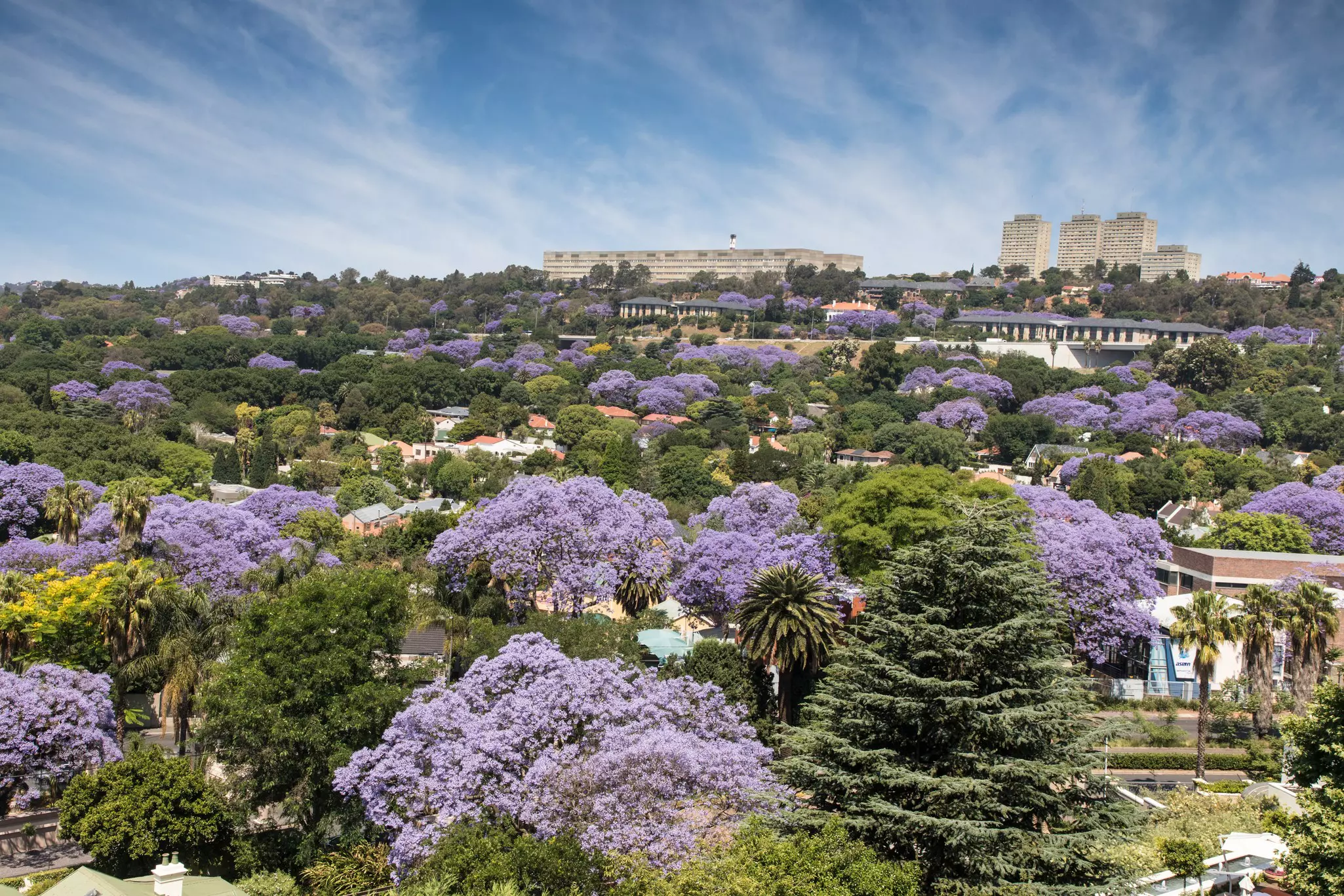 Purple blooming trees interspersed with greenery, with a few buildings on the horizon.