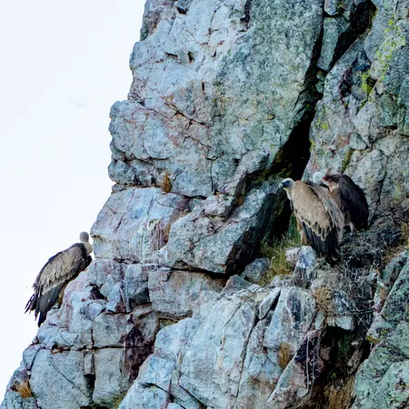 Flocks of birds circle the Salto del Gitano's cliffs in Parque Nacional de Monfragüe.