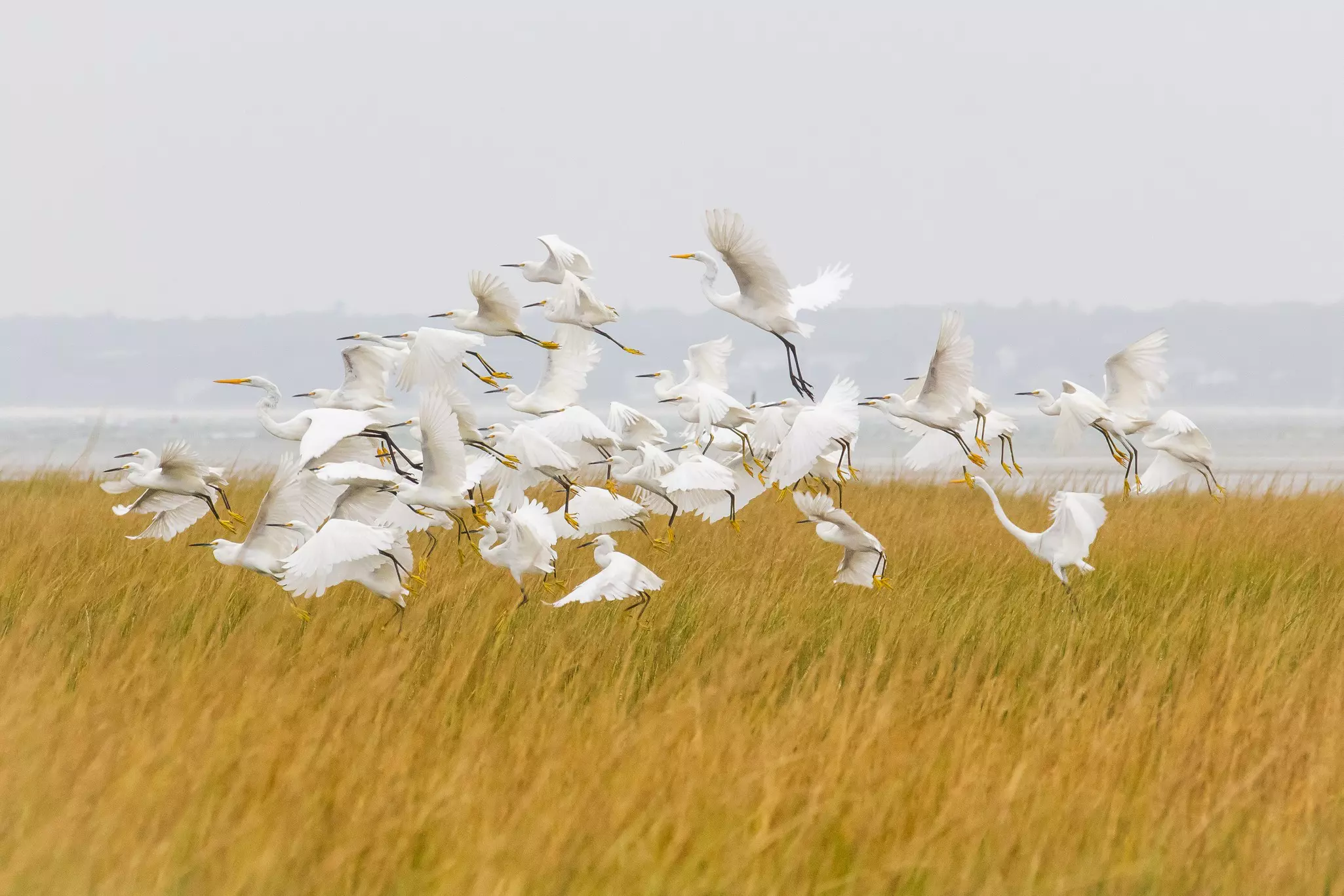 A flock of white egrets with yellow beaks takes off into the sky over a field of yellow beach grass
