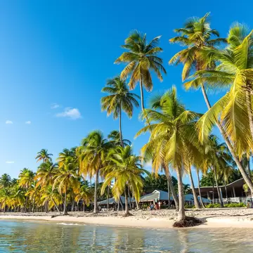 Tall palm trees along a pale sand shoreline with calm clear water in front and low beach pavilions behind