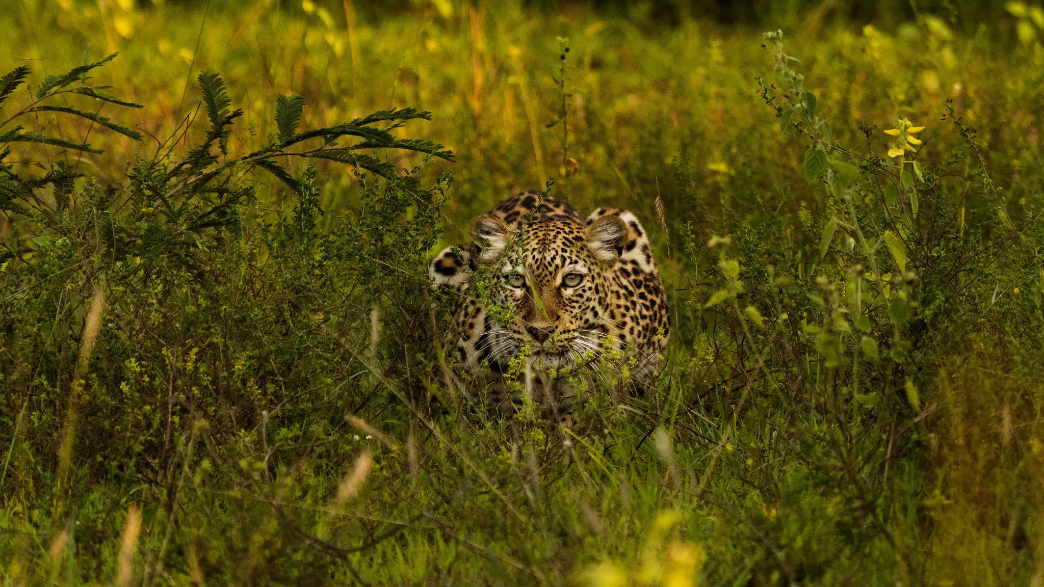 About 150 leopards are among the carnivores of the park © Courtesy of Rwanda Tourism