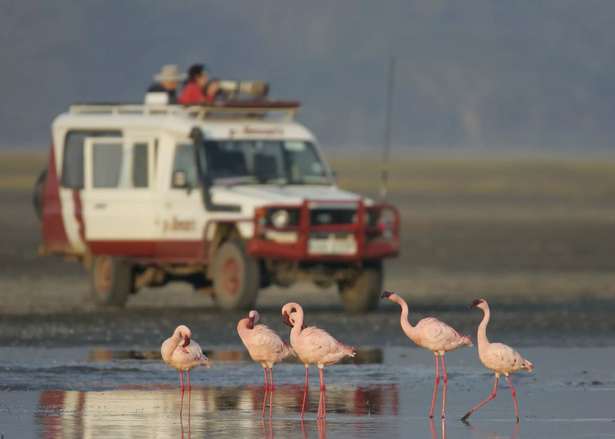 Flamingo on full show at Lake Nakuru National Park © Arthur Morris / Getty