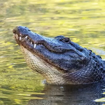Alligator (Alligator mississippiensis) at the Alligator Farm in St. Augustine, Florida.; Shutterstock ID 1411761494; your: Bridget Brown; gl: 65050; netsuite: Online Editorial; full: POI Image Update