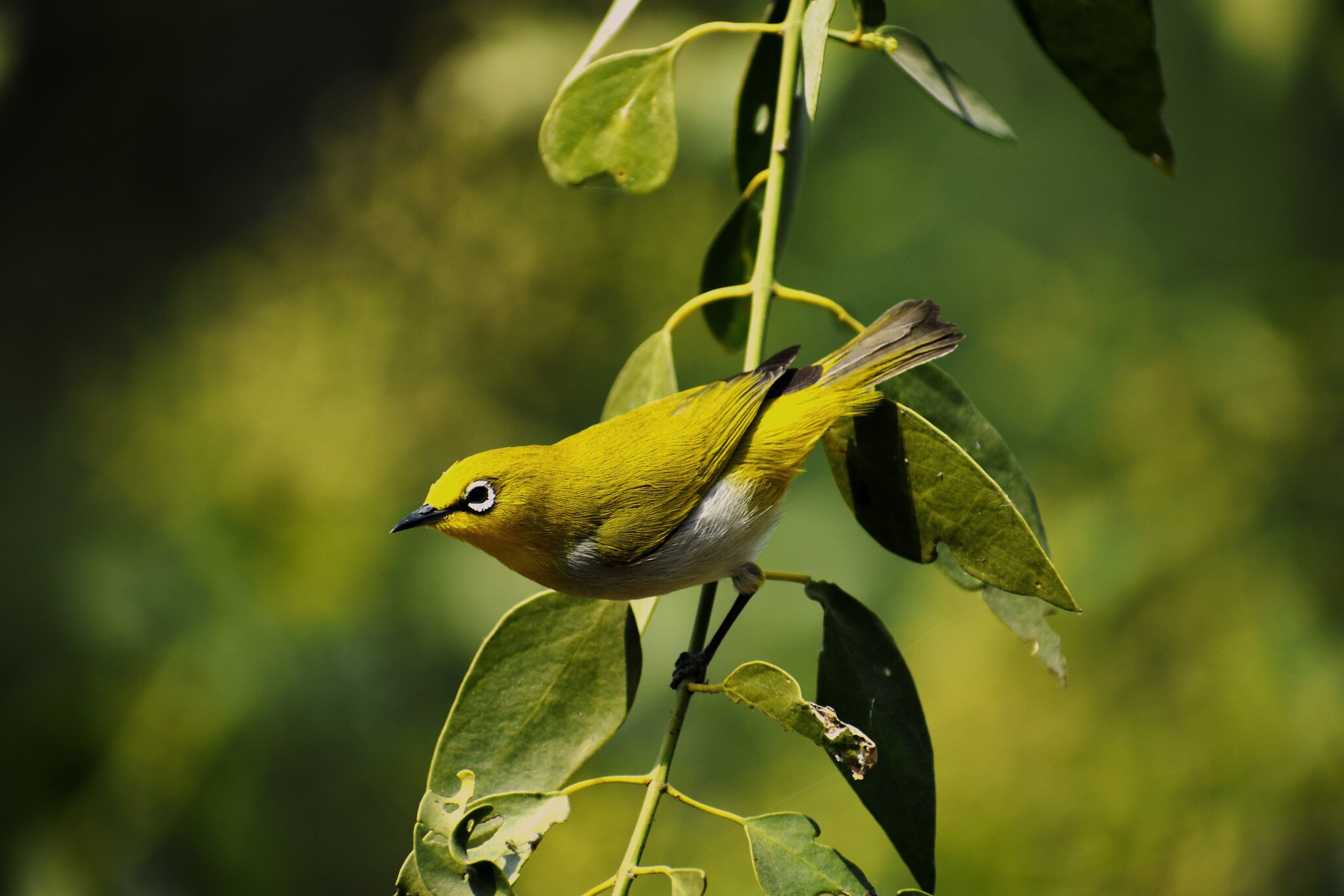 Close-up of a yellow bird at Khijadiya National Bird Sanctuary, Gujarat, India.