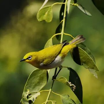 Close-up of a yellow bird at Khijadiya National Bird Sanctuary, Gujarat, India.