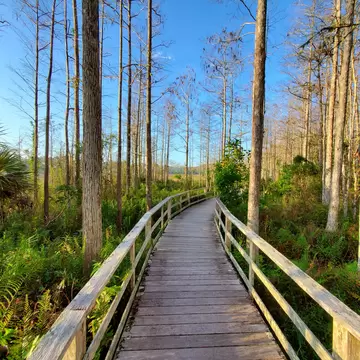 Boardwalk in Audobon Corkscrew Swamp Sanctuary, Florida Everglades Ecosystem - Nature Walking Trail, Protected Forest Swamp Ecosystem