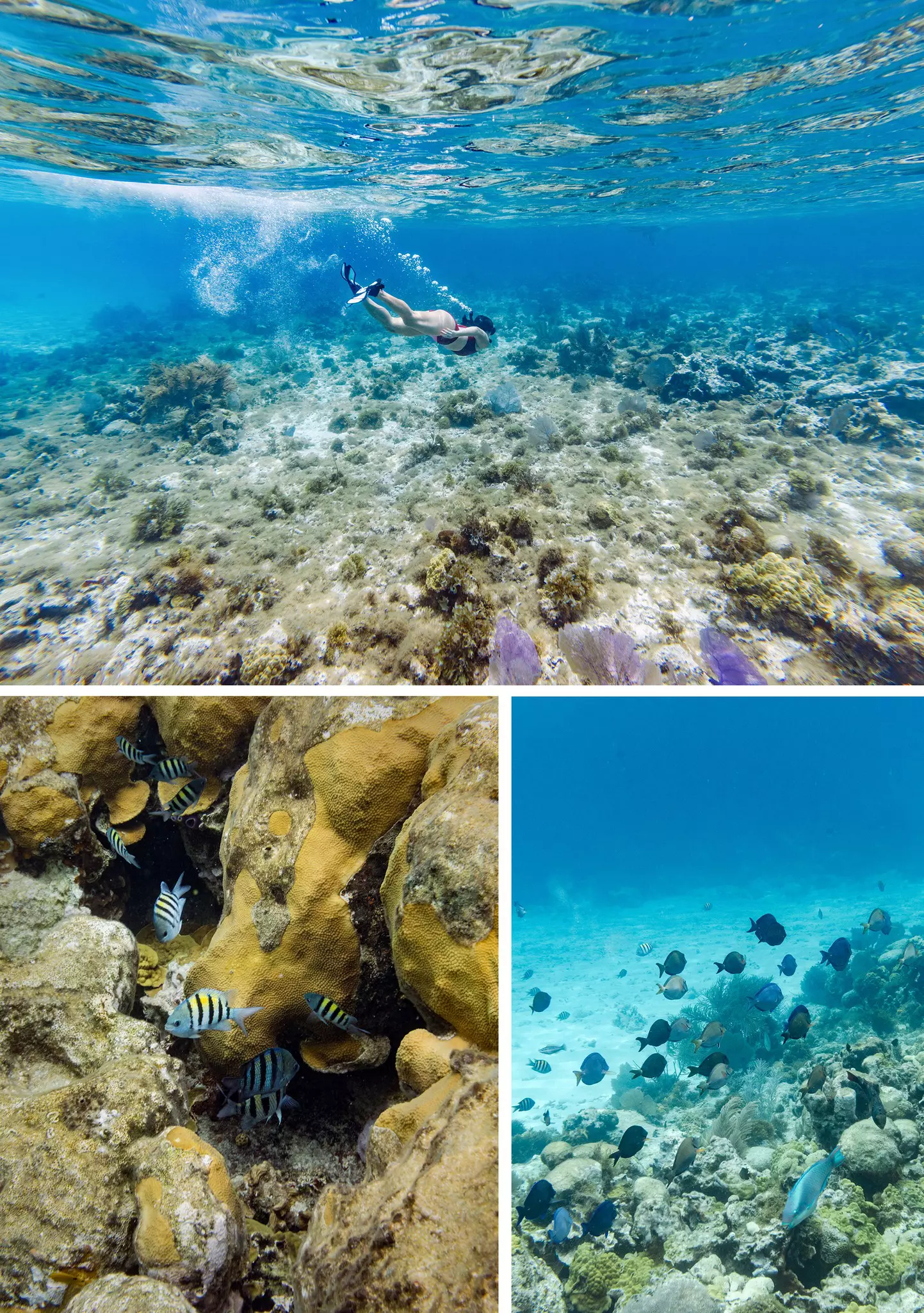 From the top, in a clockwise direction: Nina swims over one of Little Corn's various coral reefs. School of sergeant major fish, blue tang and parrot fish swim across a coral reef. Sergeant major fish swim through coral and rocks.