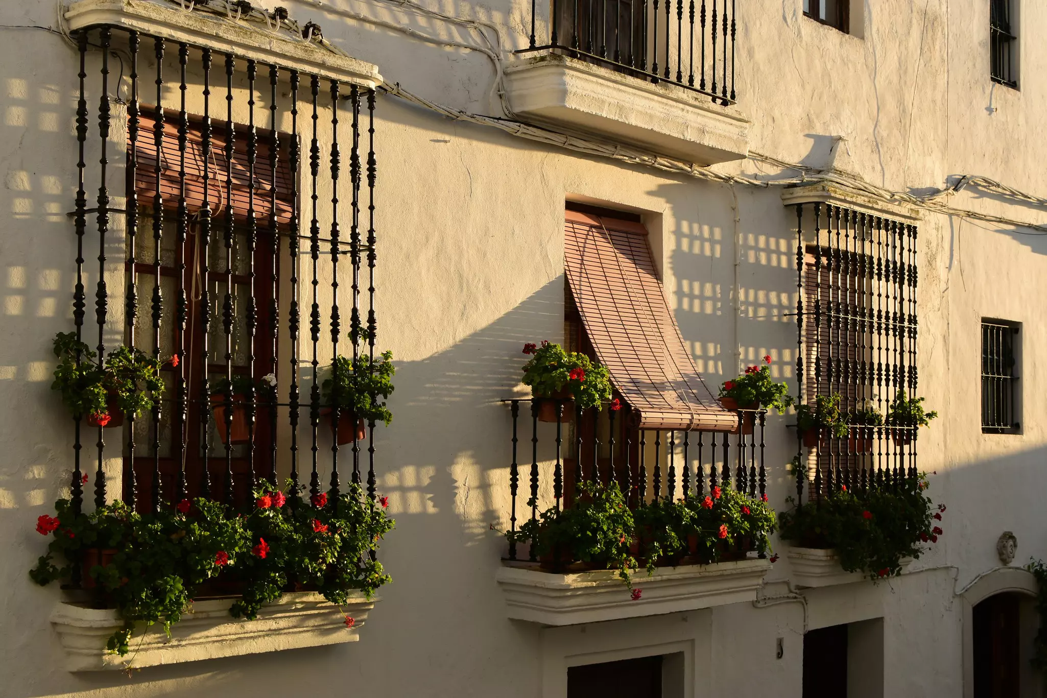 Golden hour flowers in Vejer de la Frontera (Cadiz).