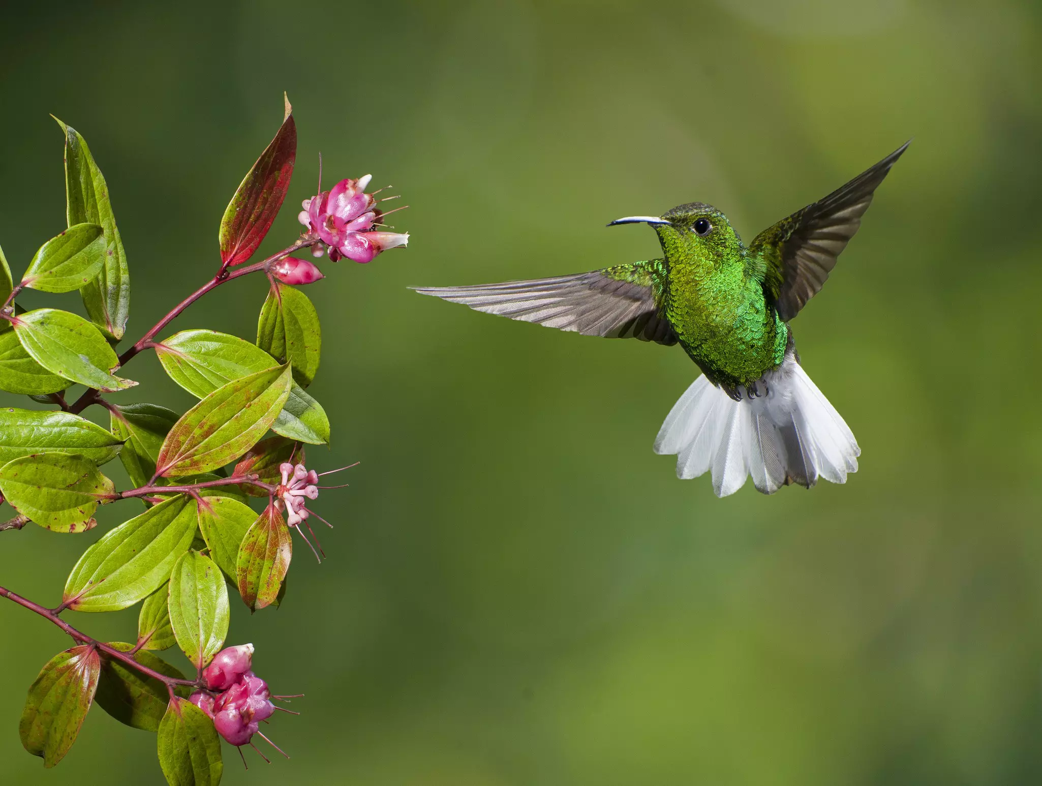 Coppery-headed emerald hummingbird flying towards a pink flower preparing to feed