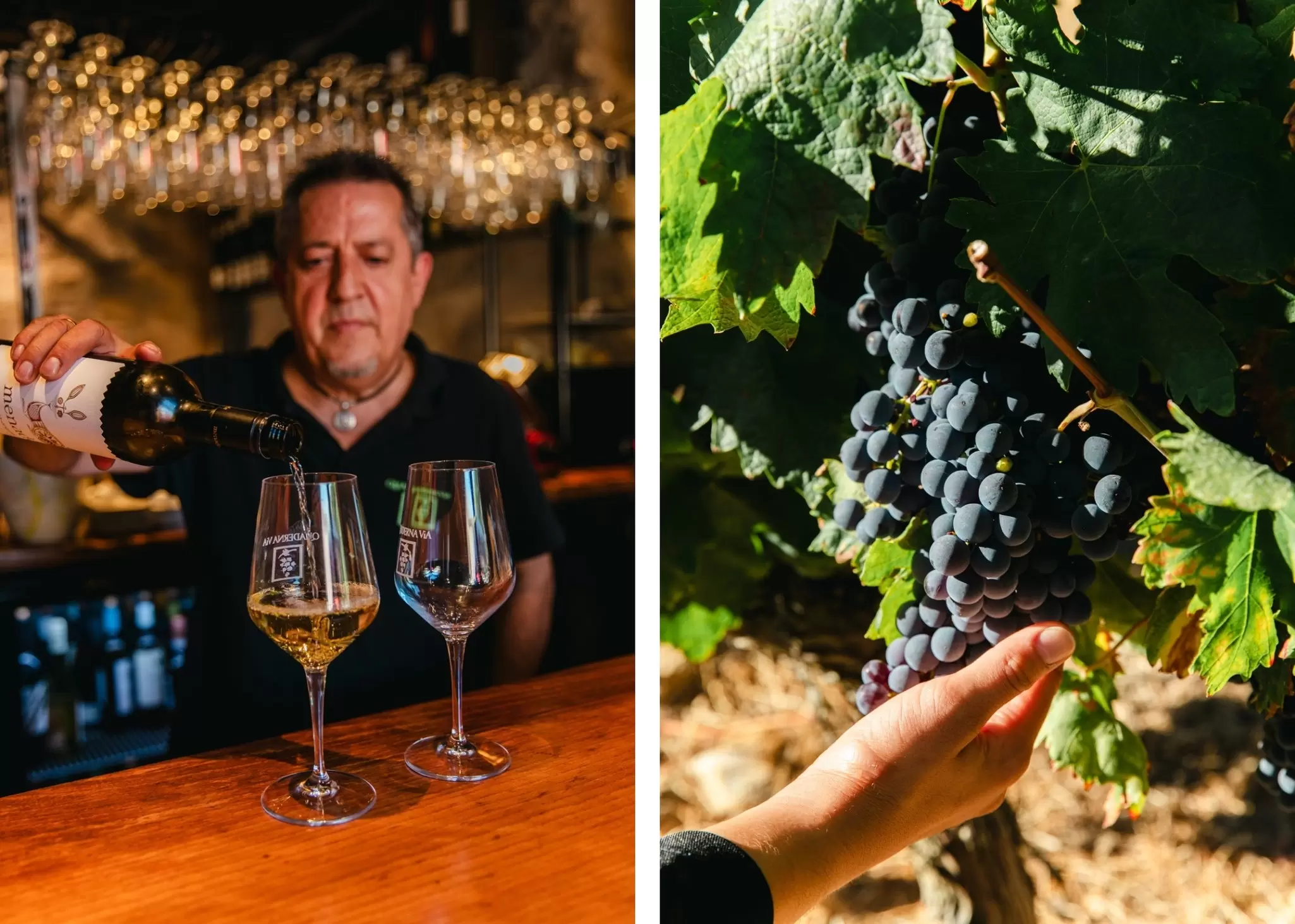 Left: a man pours wine from a bottle into a glass at a bar; right: hands reach out to a large bunch of deep purple grapes on the vine. La Rioja wine region, Spain