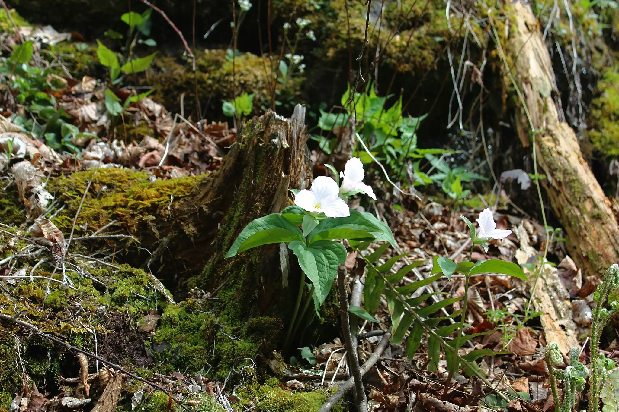 White flowers bloom against a mossy stump