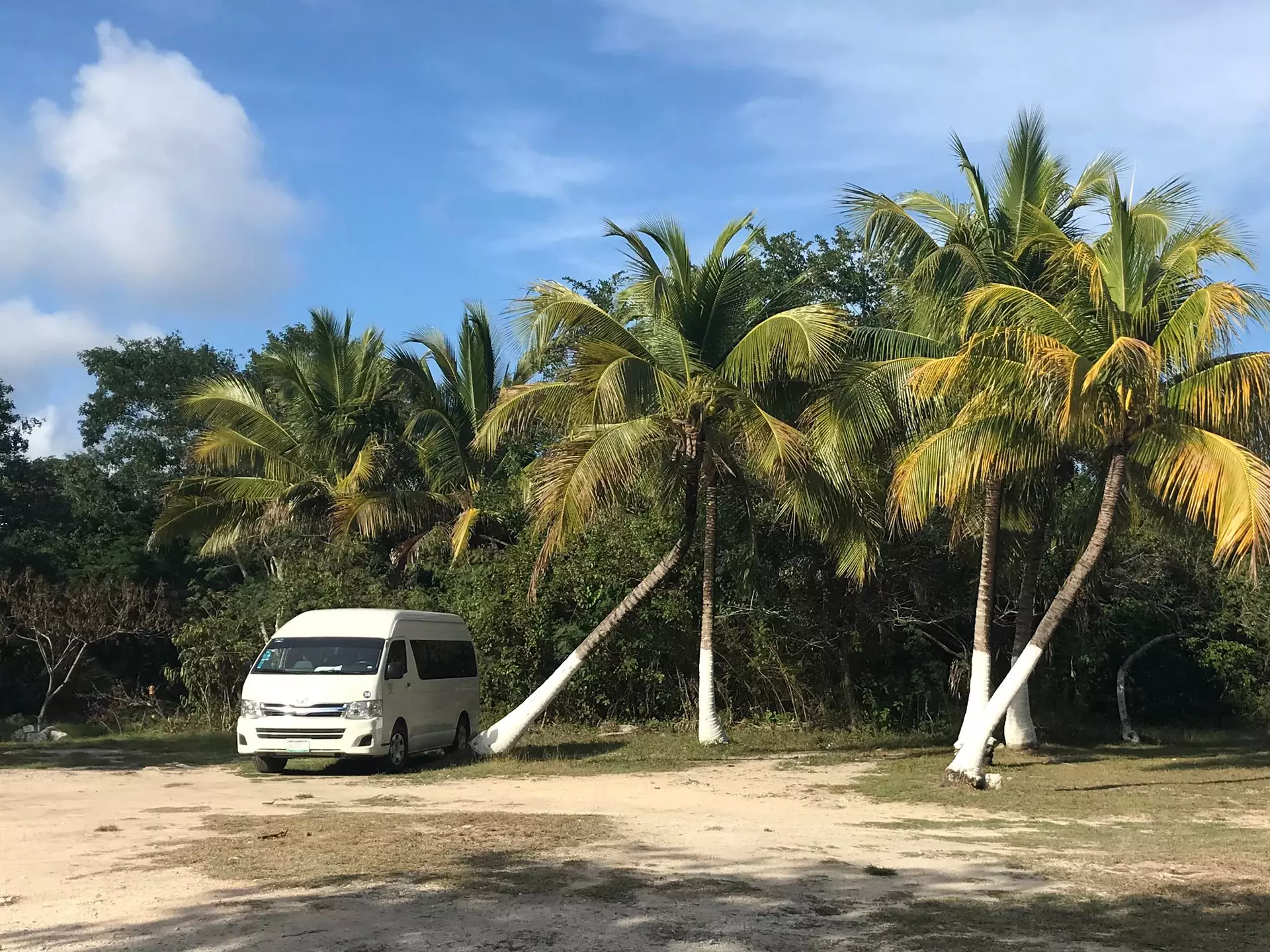 A small white bus parked near a row palm trees beside a road.