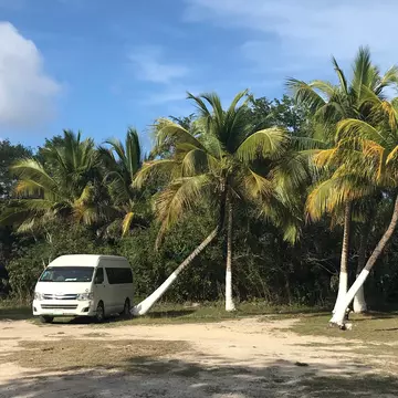 A small white bus parked near a row palm trees beside a road.