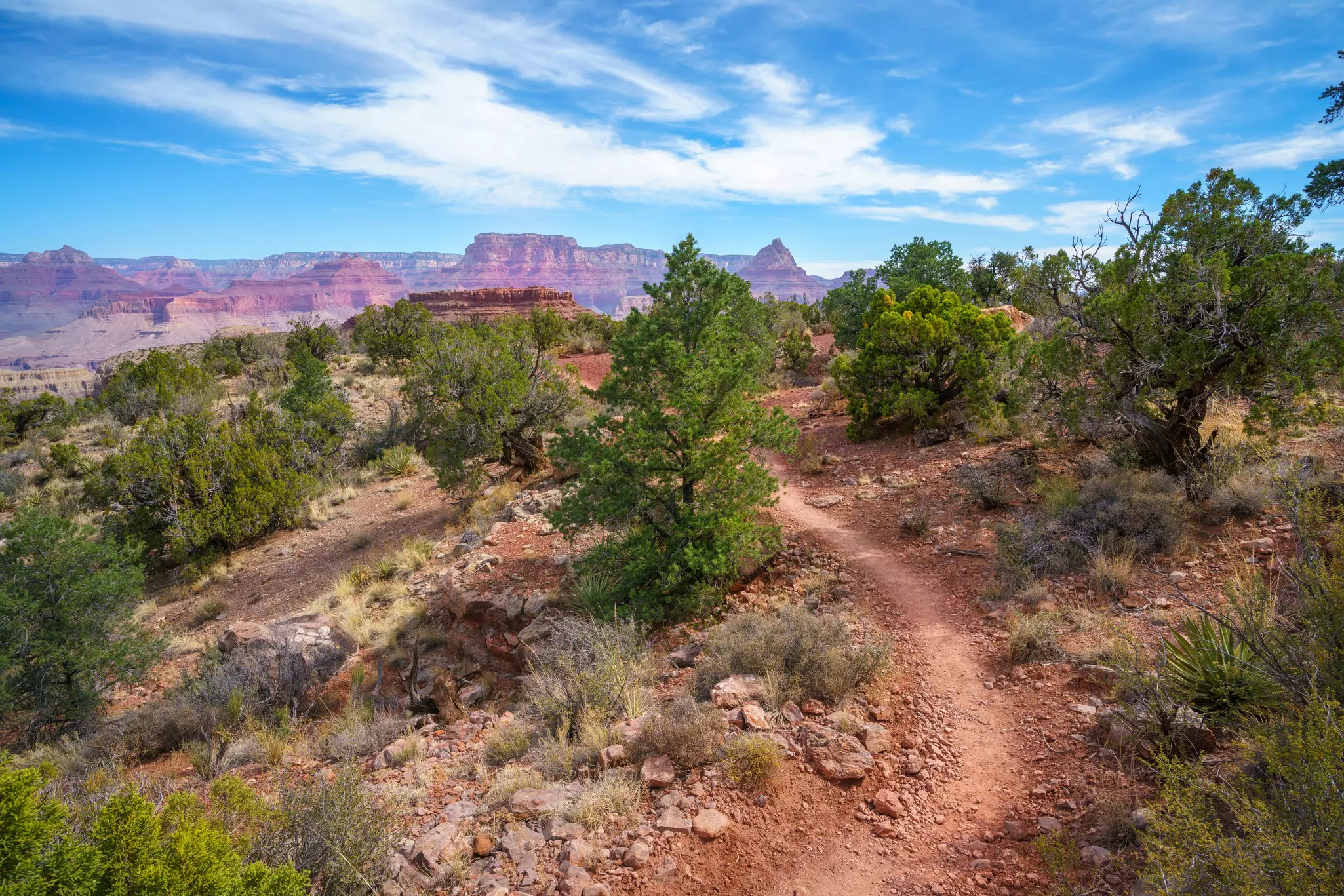 Image of a dirt path through low sparse trees with red hills in the distance in Arizona's Grand Canyon.