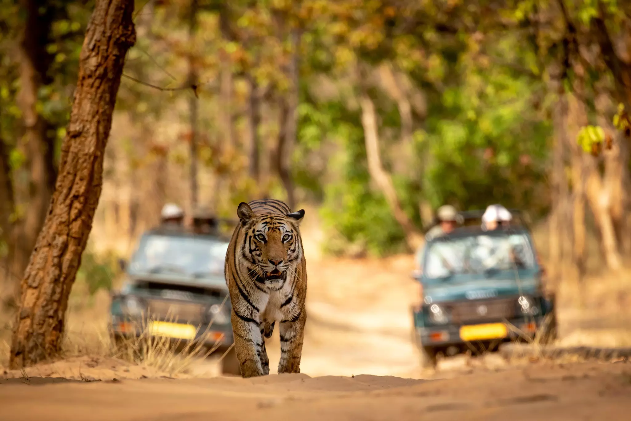 Safari vehicles stop to observe a tiger in Bandhavgarh Tiger Reserve. Paul Cameron Allen/Shutterstock