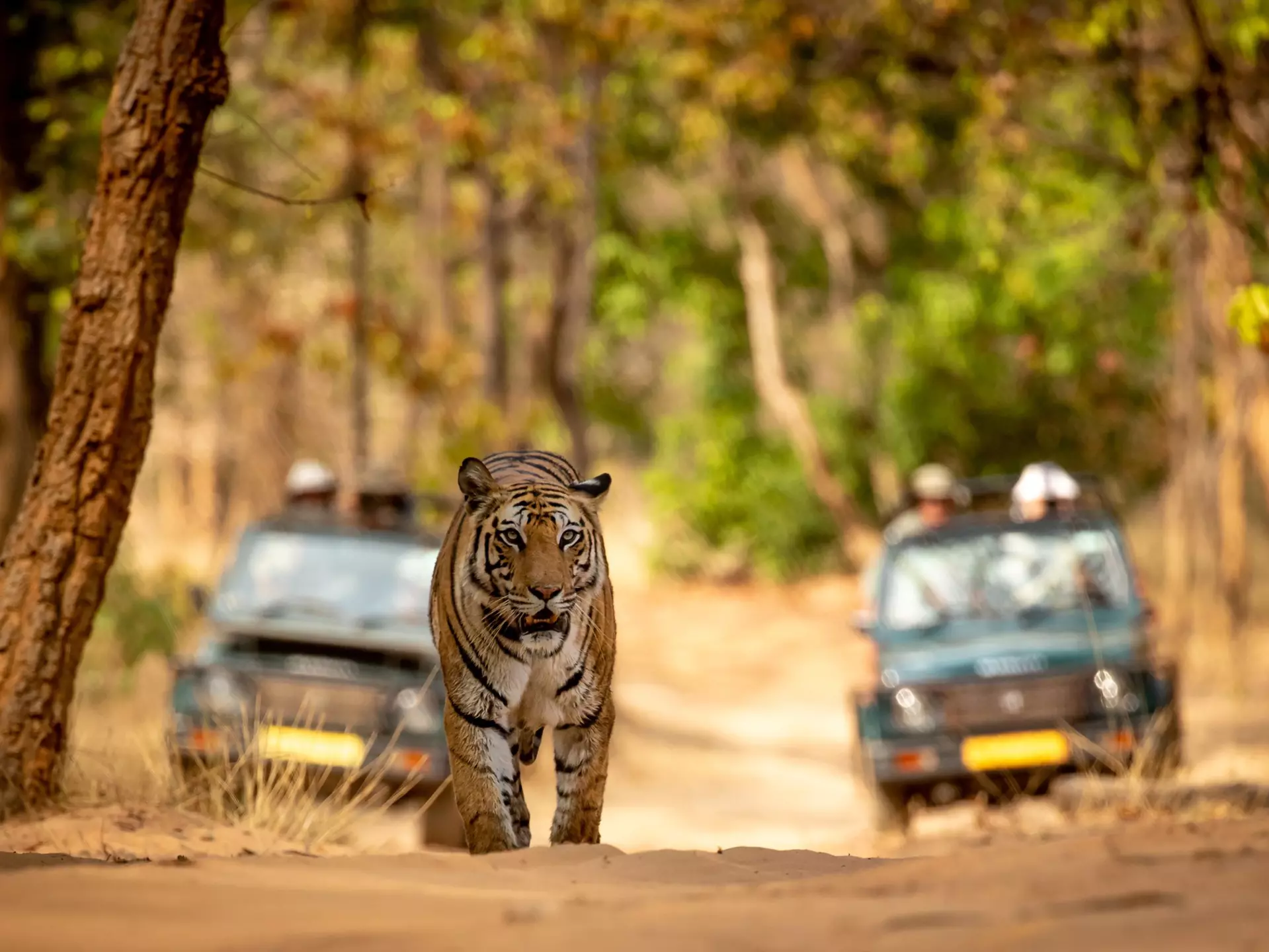 A tiger safari in Bandhavgarh National Park, India. Paul Cameron Allen/Shutterstock