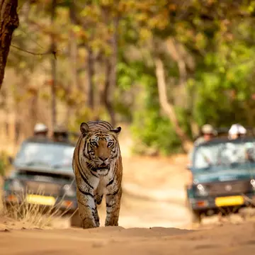 A tiger safari in Bandhavgarh National Park, India. Paul Cameron Allen/Shutterstock